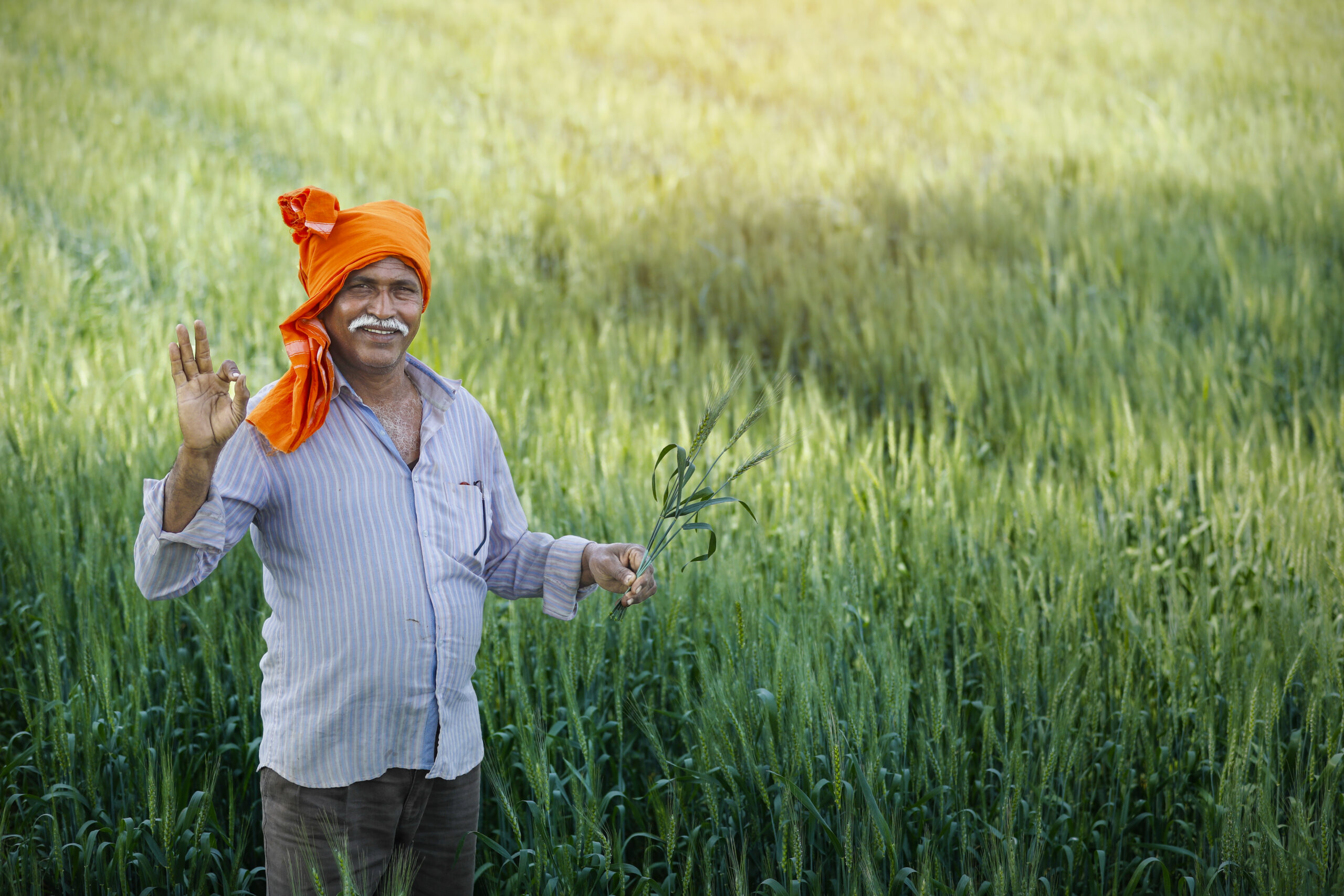 Farmers working with Sai Bioenergy in the feedstock catchment