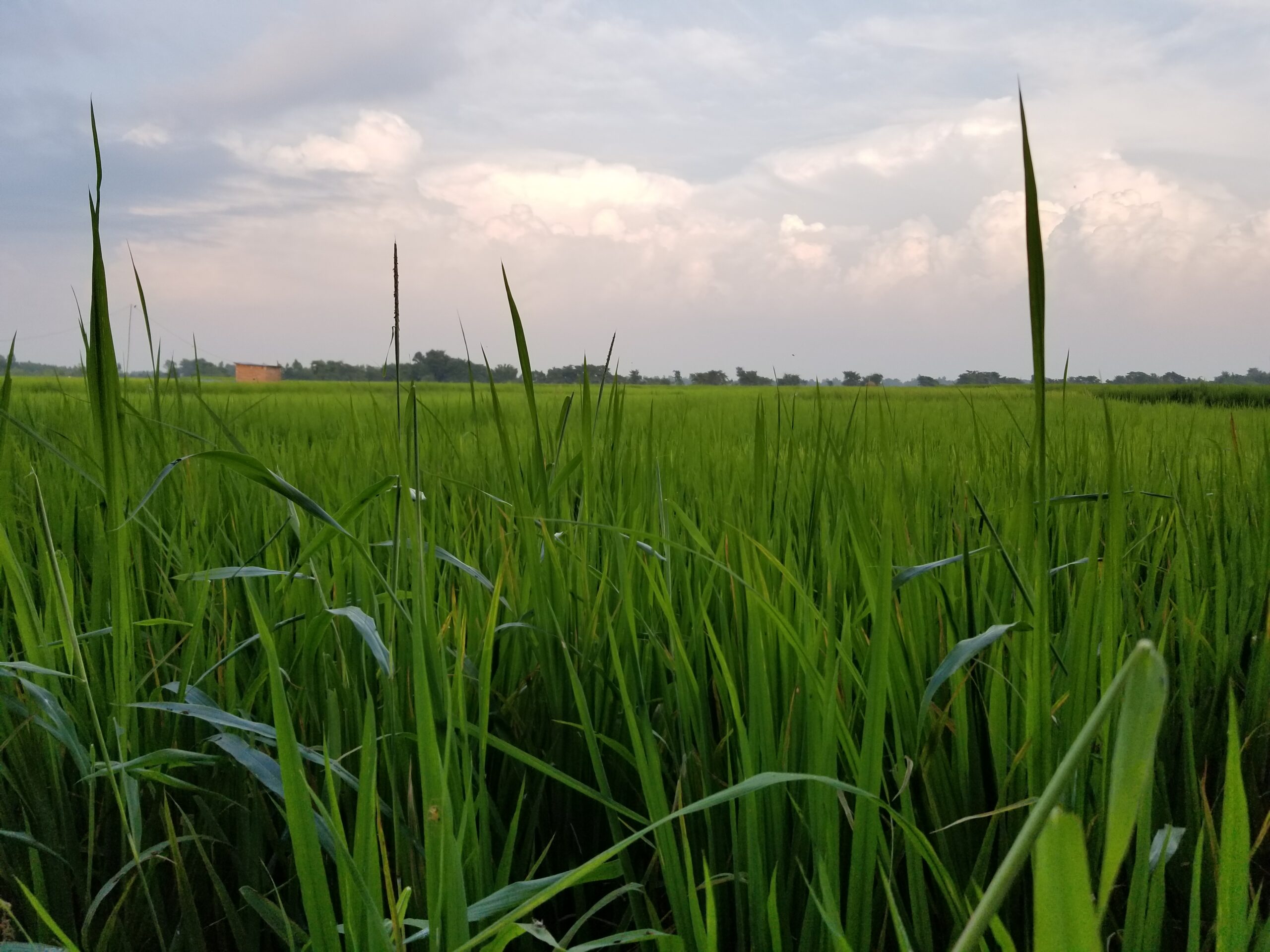 Napier grass grown as a dedicated energy crop